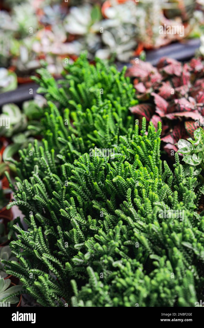 Plantes vertes décoratives en pot à vendre sur le marché de Cameron Highlands, en Malaisie. Banque D'Images
