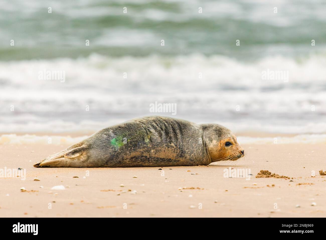 Gros plan d'un jeune phoque gris, Halichoerus grypus, regardant, se reposant sur la plage de Noordwijk aan Zee avec une marque verte sur le dos de la Wadden I Banque D'Images