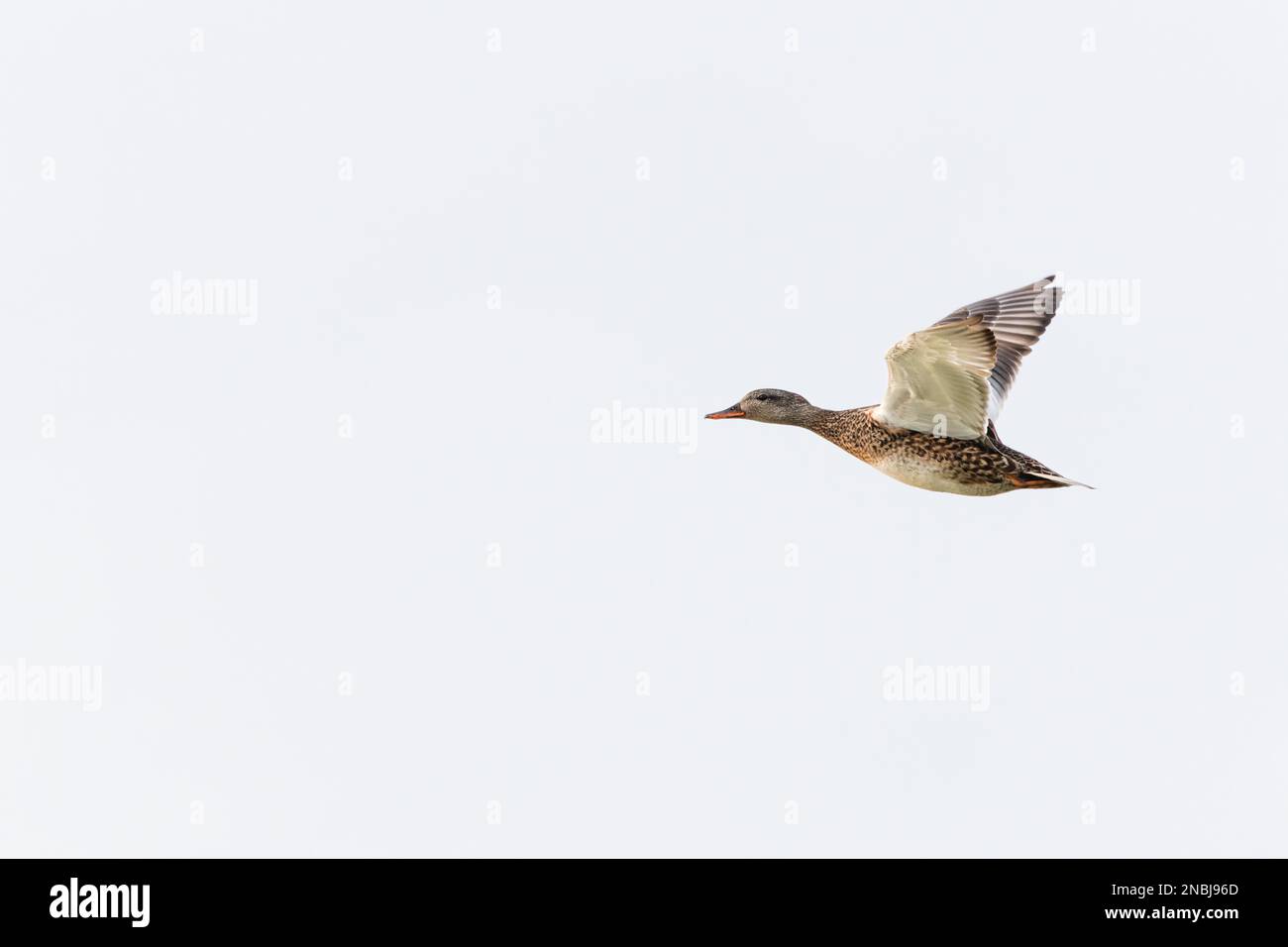 Gros plan d'un canard malard femelle volant, Anas platyrhynchos, sur fond neutre entièrement blanc volant de droite à gauche Banque D'Images