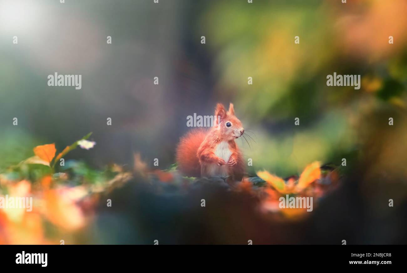 Écureuil dans le parc d'automne soleil avec des couleurs d'automne, la meilleure photo. Banque D'Images
