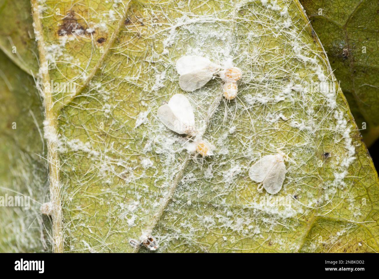 Mouche blanche parasitaire, Dialeurodes citri, Satara, Maharashtra, Inde Banque D'Images
