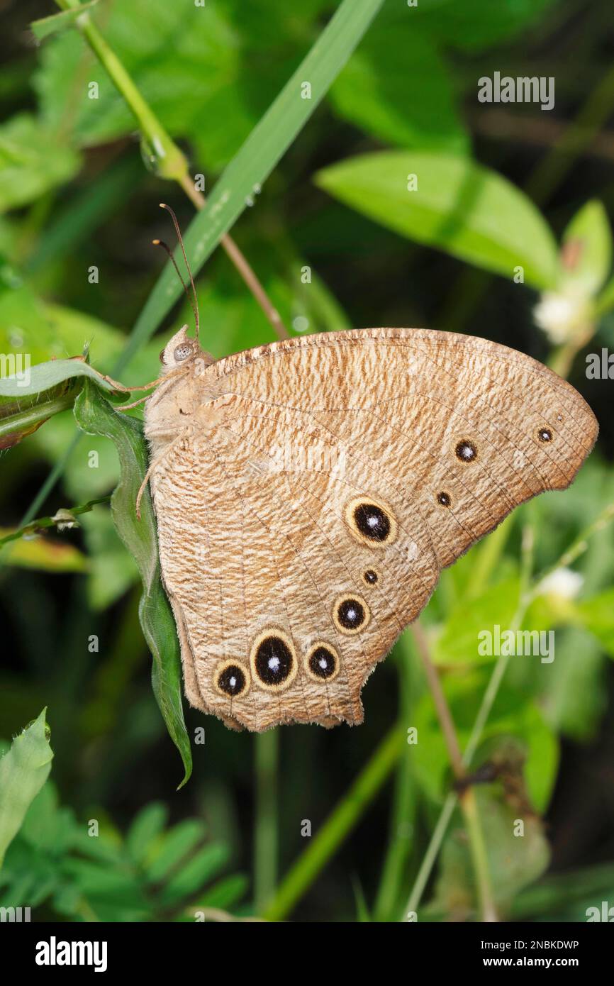 Vue latérale du papillon brun du soir, Melanitis leda, Pune, Maharashtra, Inde Banque D'Images