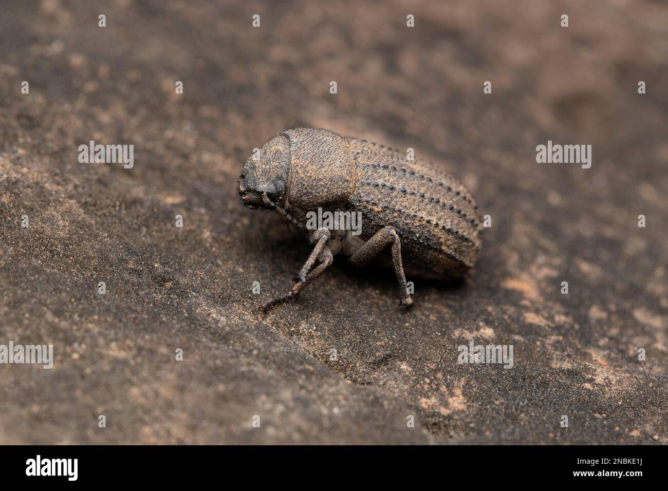 Dendroctone du Darkling, Gonocephalum rusticum, Satara, Maharashtra, Inde Banque D'Images
