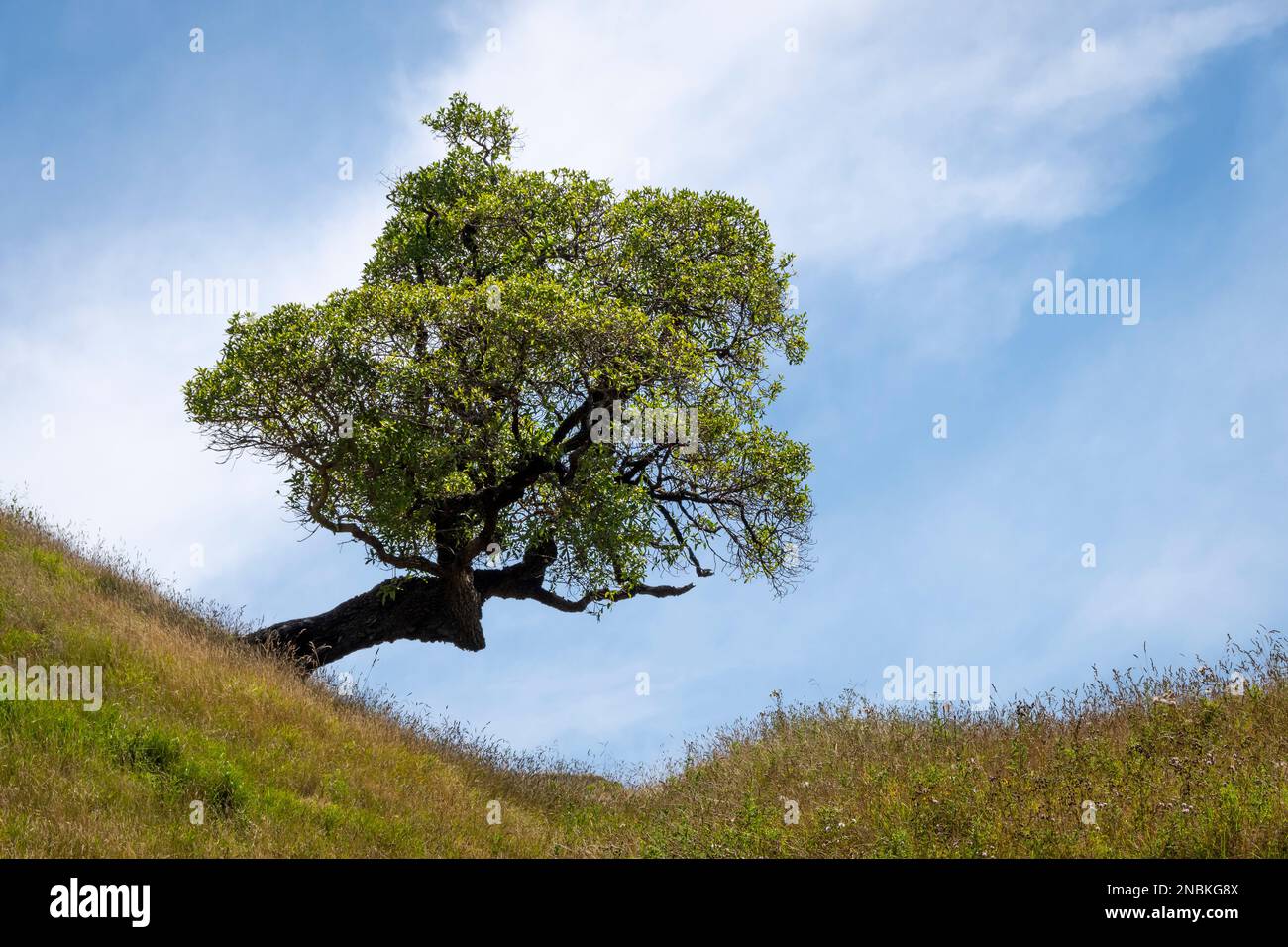 Arbre distinctif sur une colline à Pourerere Beach, Central Hawkes Bay, North Island, Nouvelle-Zélande Banque D'Images