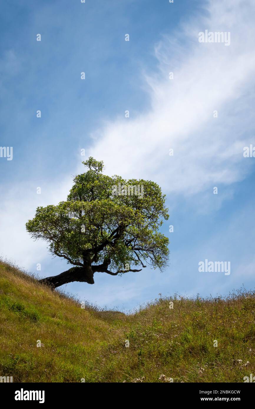 Arbre distinctif sur une colline à Pourerere Beach, Central Hawkes Bay, North Island, Nouvelle-Zélande Banque D'Images