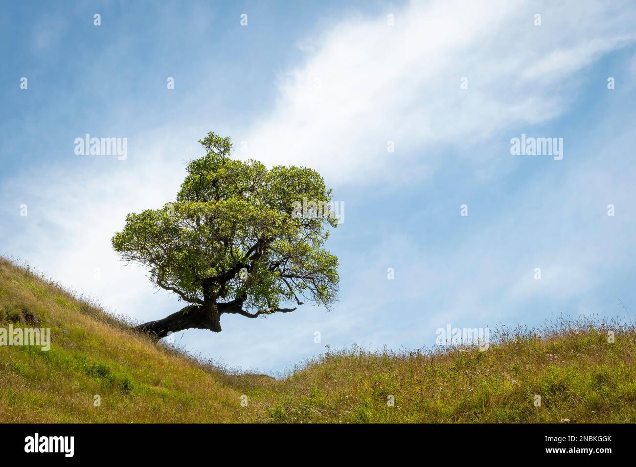 Arbre distinctif sur une colline à Pourerere Beach, Central Hawkes Bay, North Island, Nouvelle-Zélande Banque D'Images