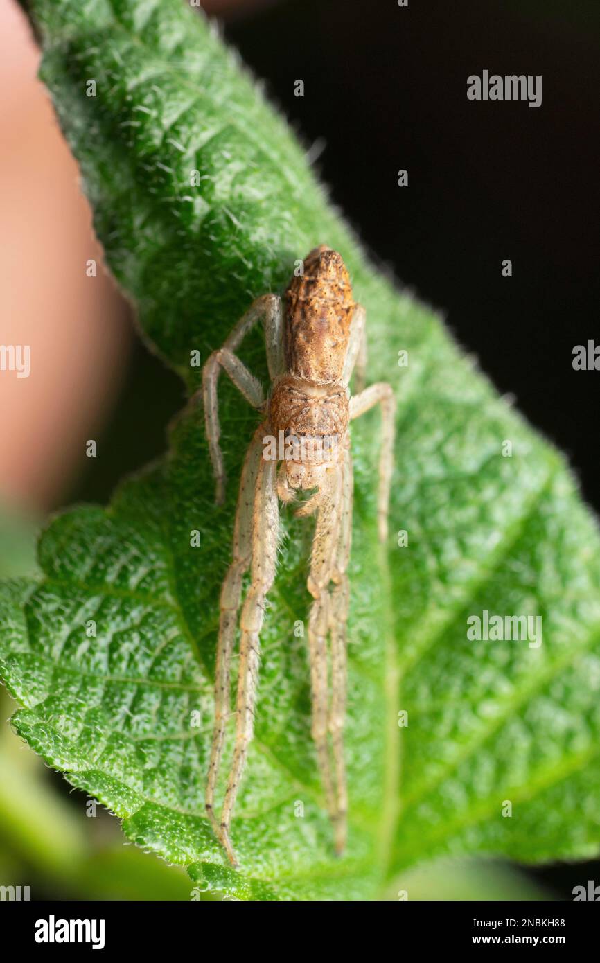 Araignée de crabe dormant , Tmarus angulatus, Satara, Maharashtra, Inde Banque D'Images