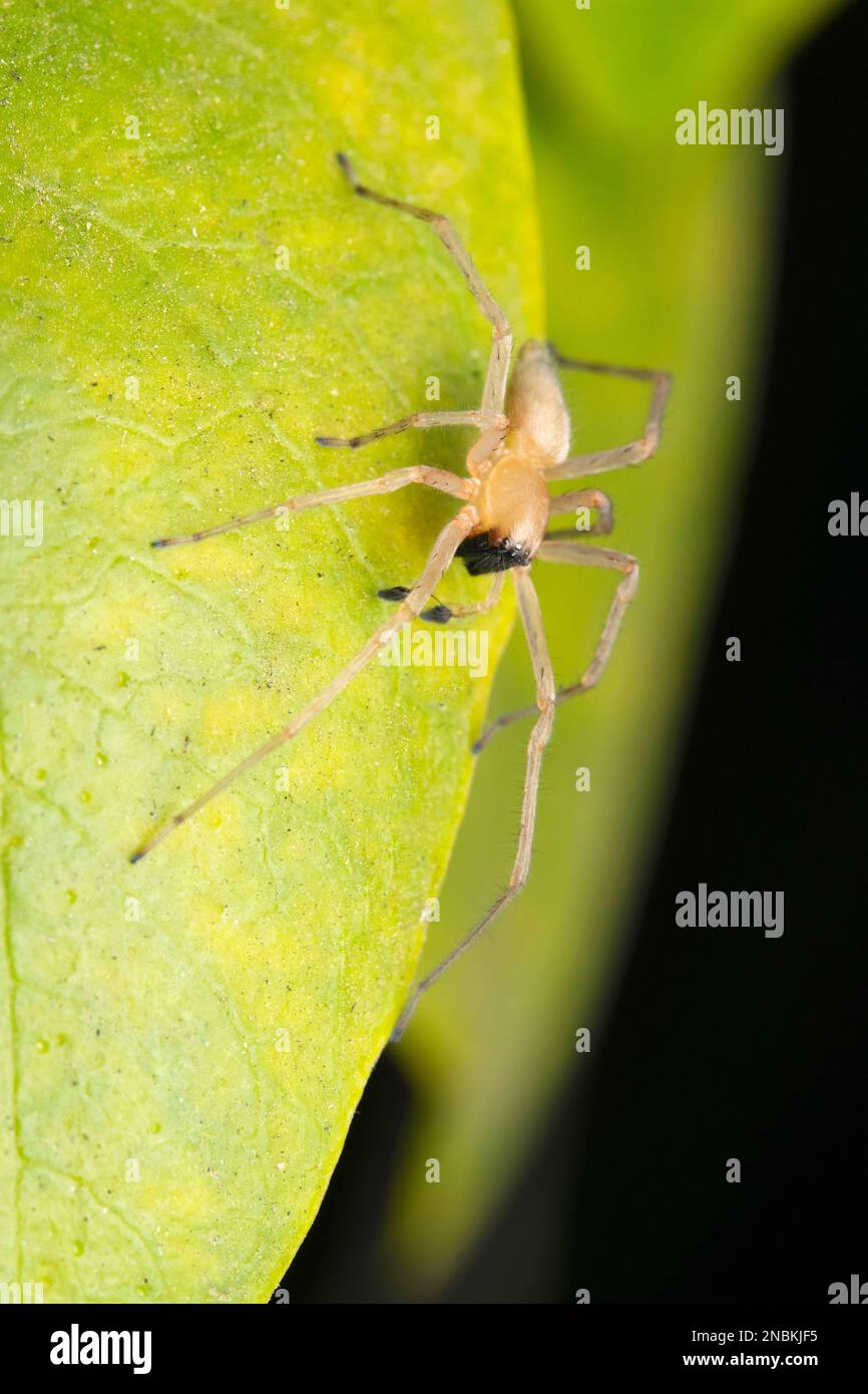 Araignée à sac jaune, Cheiracanthium mildei, Satara, Maharashtra, Inde Banque D'Images