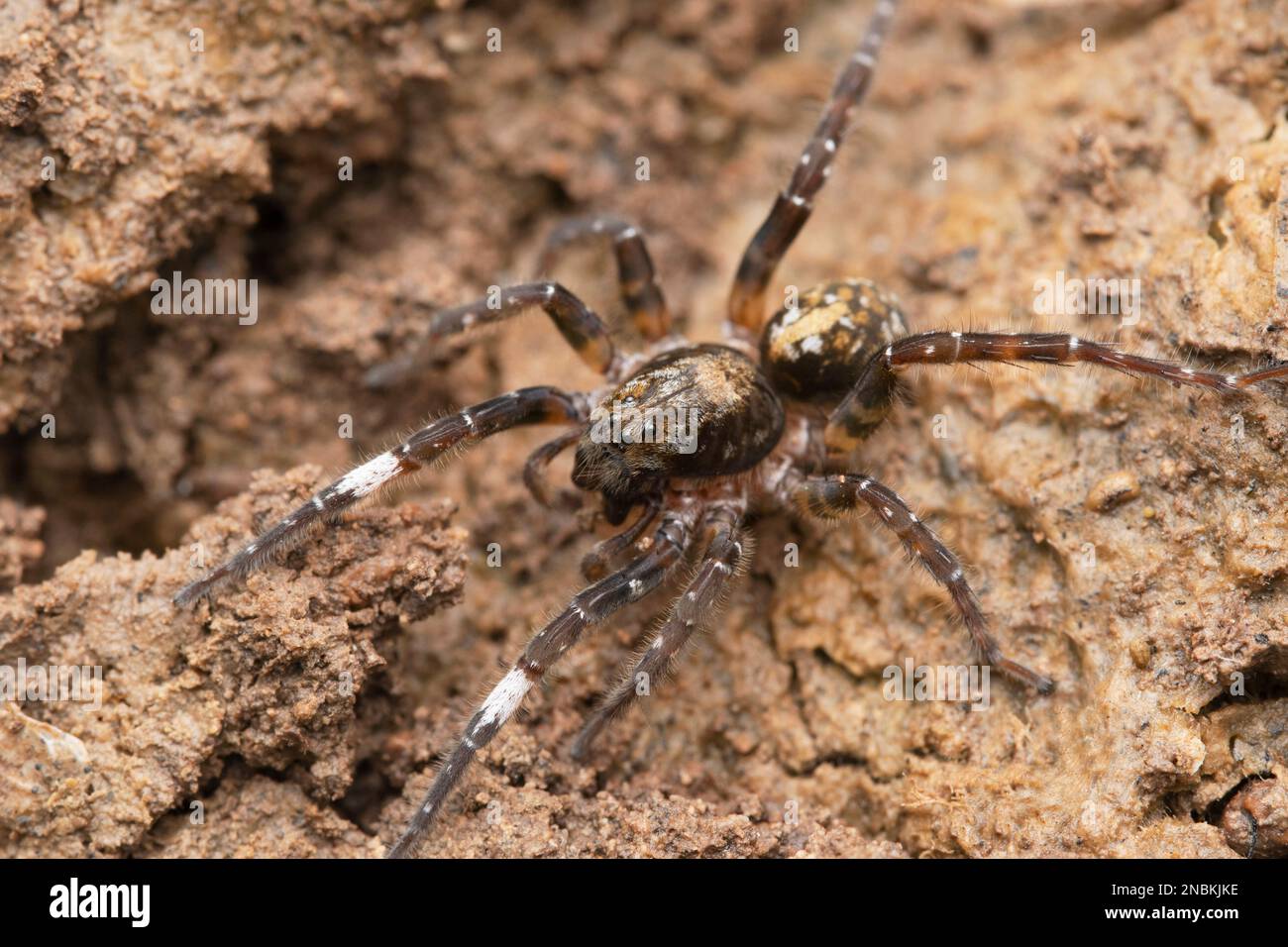 Araignée de loup tacheté, Trochosa sp, Satara, Maharashtra, Inde Banque D'Images