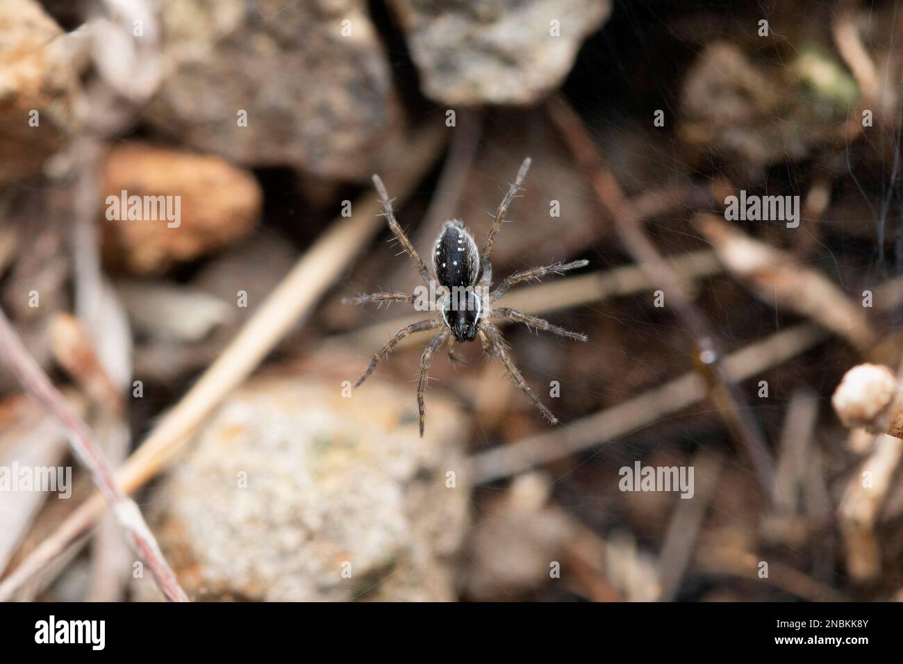 Black Wolf Spider, Trochosa sp, Satara, Maharashtra, Inde Banque D'Images