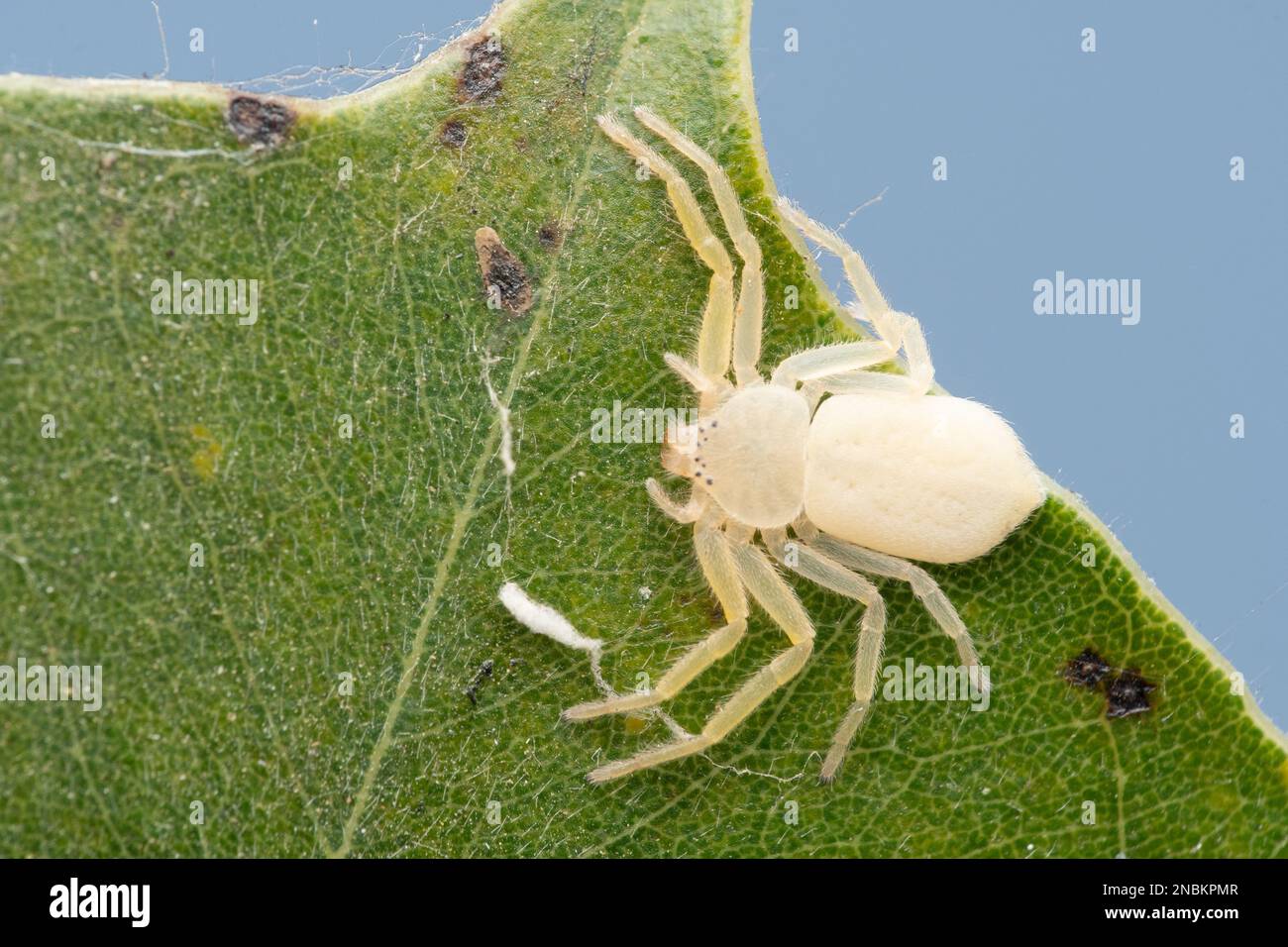 Araignée de crabe, Psellonus planus, Satara, Maharashtra, Inde Banque D'Images