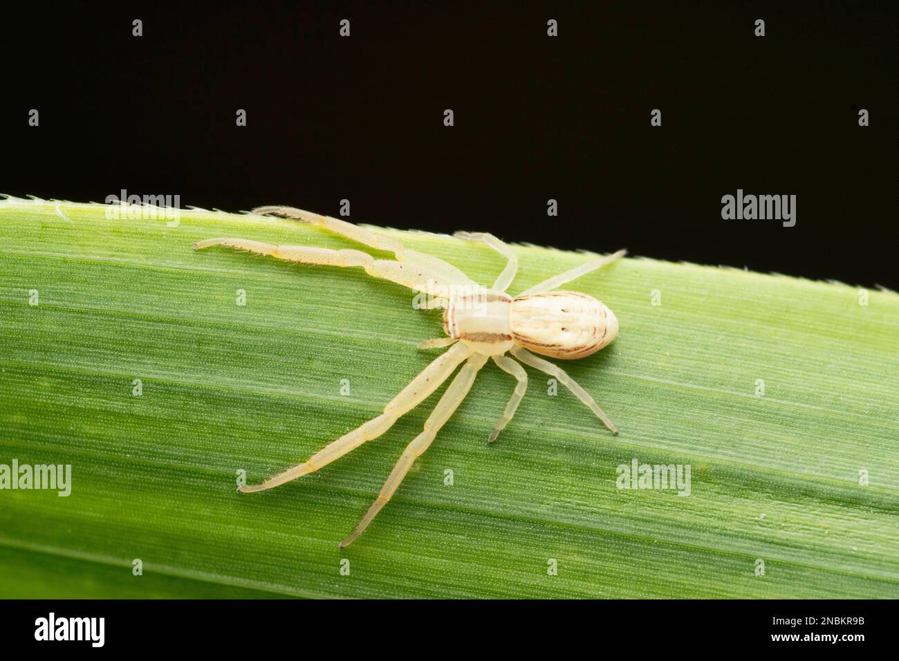 Dorsale de l'araignée de crabe, Runcinia yogeshi, Satara, Maharashtra, Inde Banque D'Images