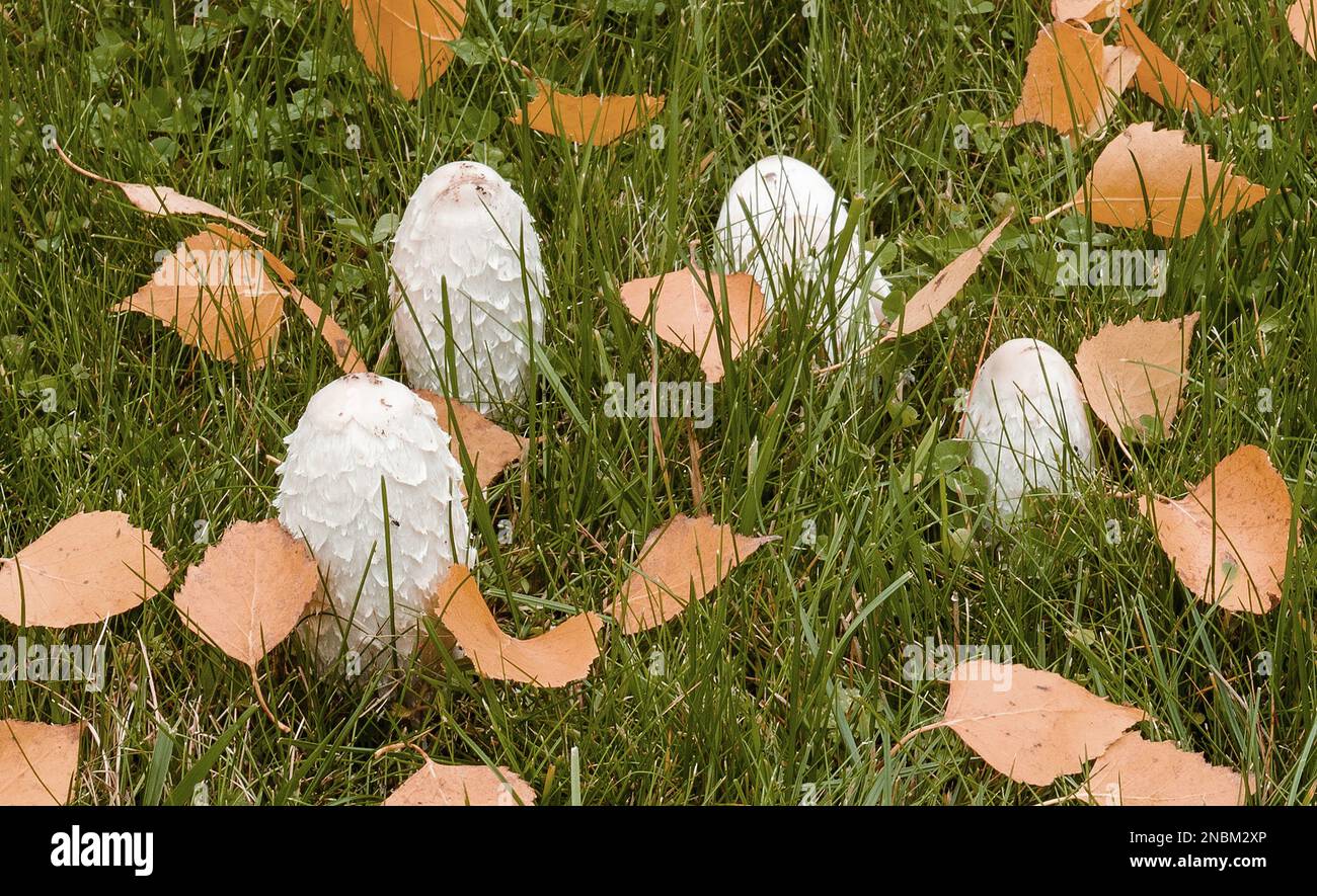 les champignons ombreux ont grandi sur la pelouse en octobre Banque D'Images