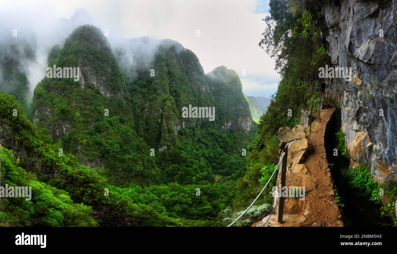 Jungle dans l'île de Madère - vues depuis le sentier de randonnée sur les falaises de Levada do Caldeirao Verde, Queimadas, Portugal Banque D'Images