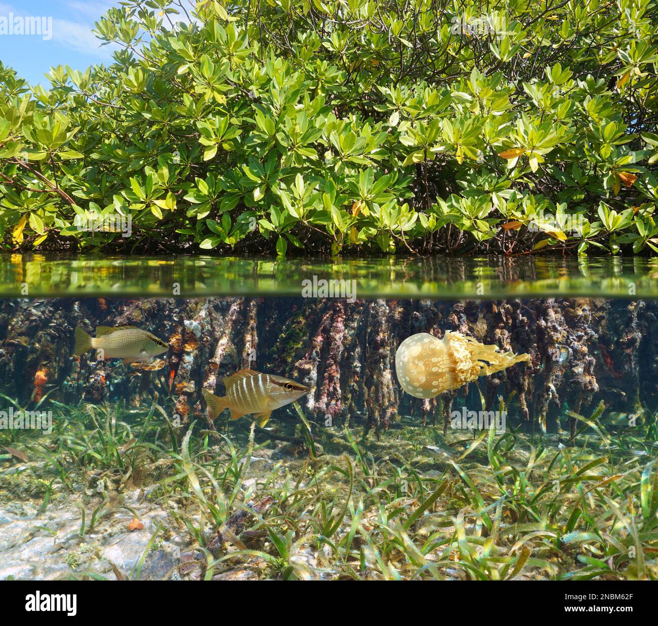 Habitat de mangrove dans la mer avec la vie marine sous l'eau, vue partagée sur et sous la surface de l'eau, mer des Caraïbes Banque D'Images