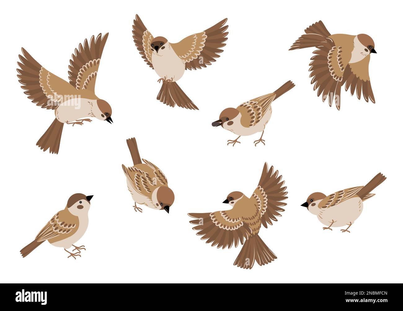 Ensemble de dessins animés d'oiseaux avec des images isolées des moineaux diverses poses volant et assis sur l'illustration de vecteur d'arrière-plan vierge Illustration de Vecteur