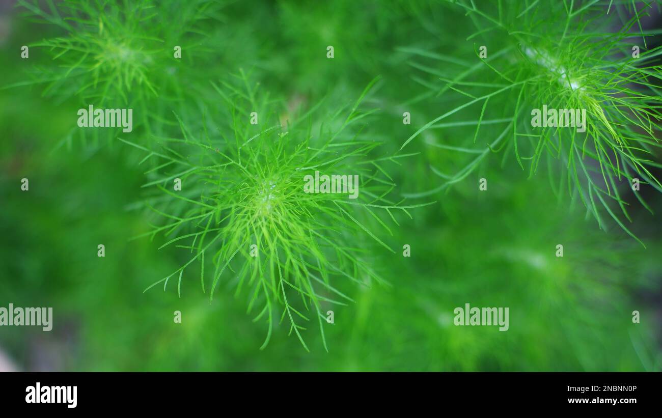 Rotala SP'nanjenshan plante à feuilles fines, de couleur verte fraîche, dans le village de Belo Laut à midi Banque D'Images