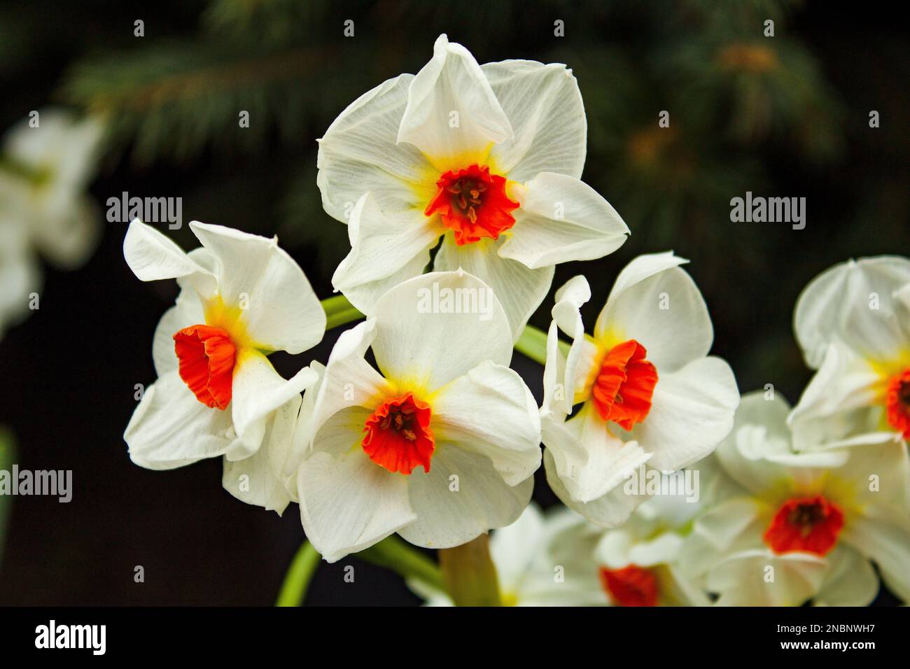 Fleurs de printemps jonquilles. Fleur blanche avec un centre orange. Un bourgeon de jonquille. Printemps nature fond avec des fleurs jaunes de Daffodil, foyer sélectif. Banque D'Images
