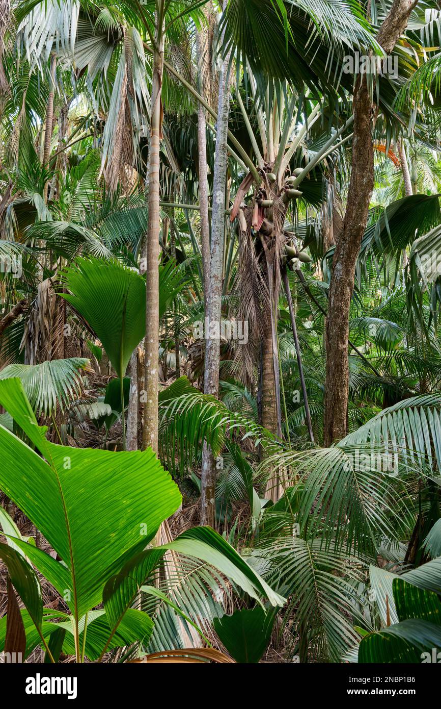 Palmier Coco de mer à la Vallée de Mai, île de Praslin, Seychelles Banque D'Images