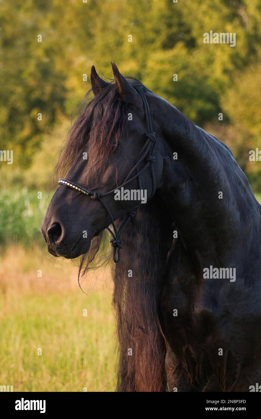 Portrait d'un beau étalon de frise noir avec un fond de nature. Banque D'Images