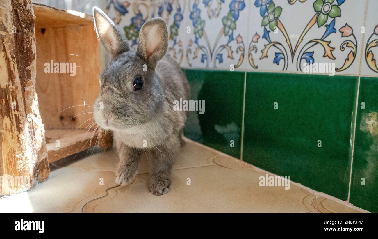 une image de mon lapin gris qui pose pour une photo de paysage Banque D'Images