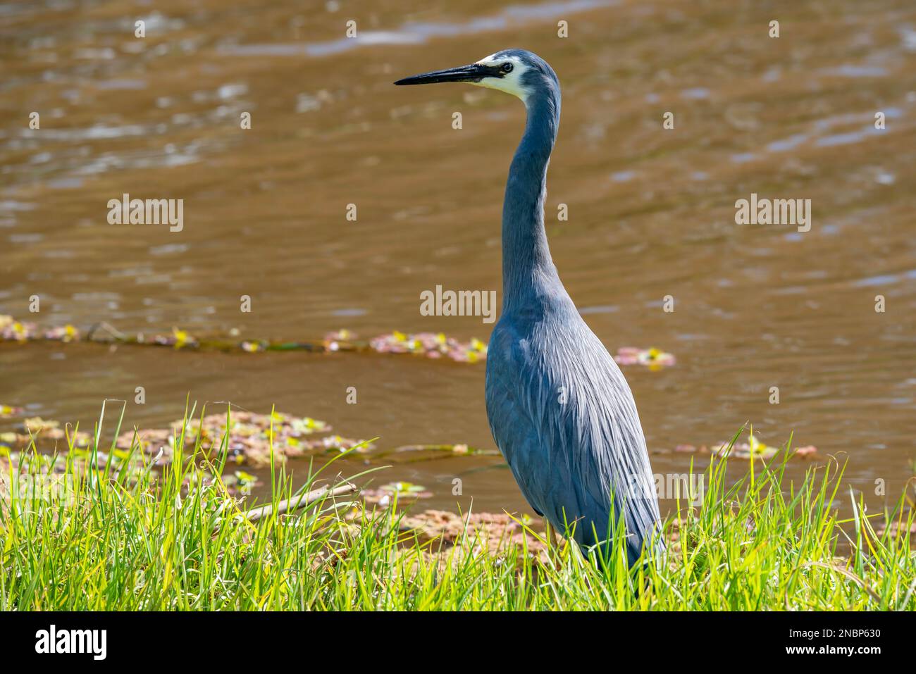 Heron à face blanche (Egretta novaehollandiae) ou Heron à façade blanche à Forbes, Nouvelle-Galles du Sud, Australie Banque D'Images