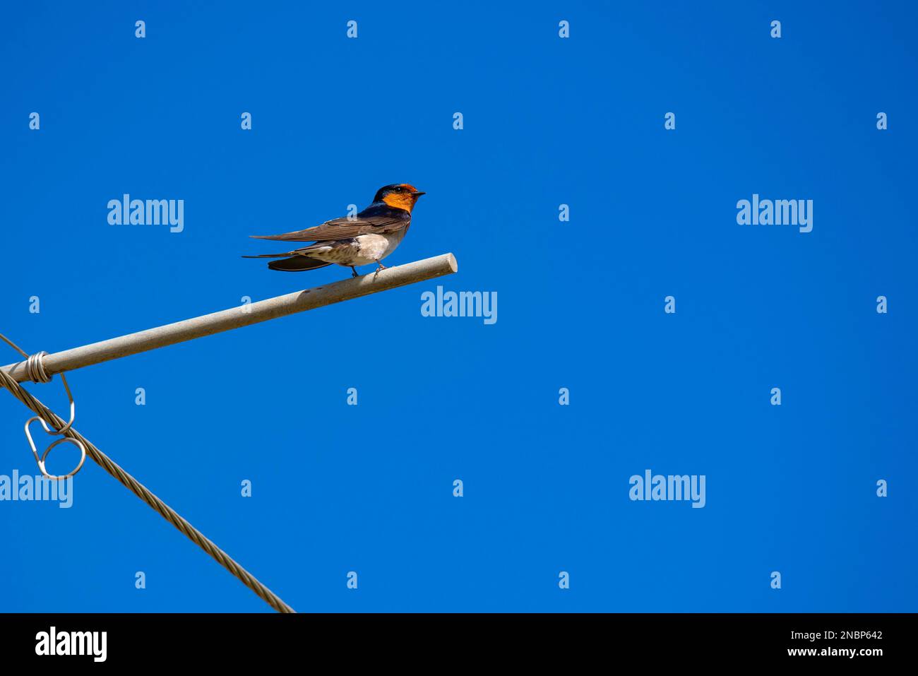 Un Swallow de bienvenue (Hirundo neoxena) à Parkes, Nouvelle-Galles du Sud. C'est une espèce indigène de l'Australie et des îles voisines Banque D'Images