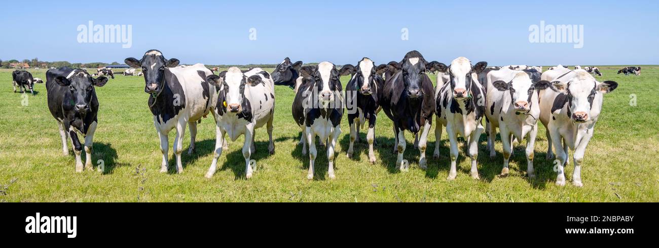 Vaches de troupeau debout sur le bord d'un pré vert dans un pâturage, une vue panoramique large Banque D'Images