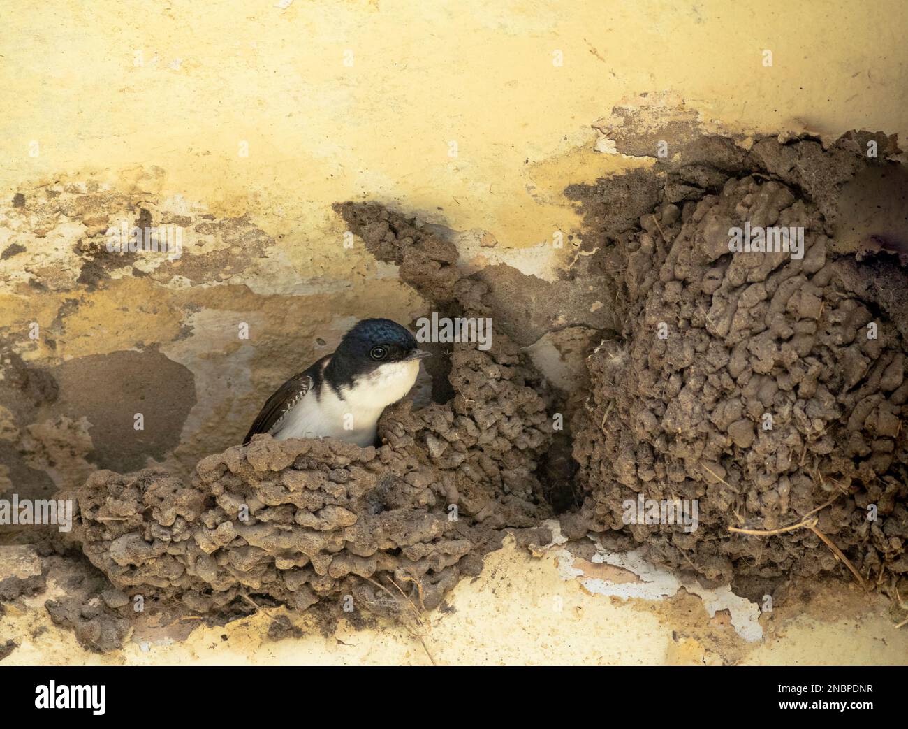 La maison commune martin (Delichon urbicum) se reposant dans le nid. Banque D'Images