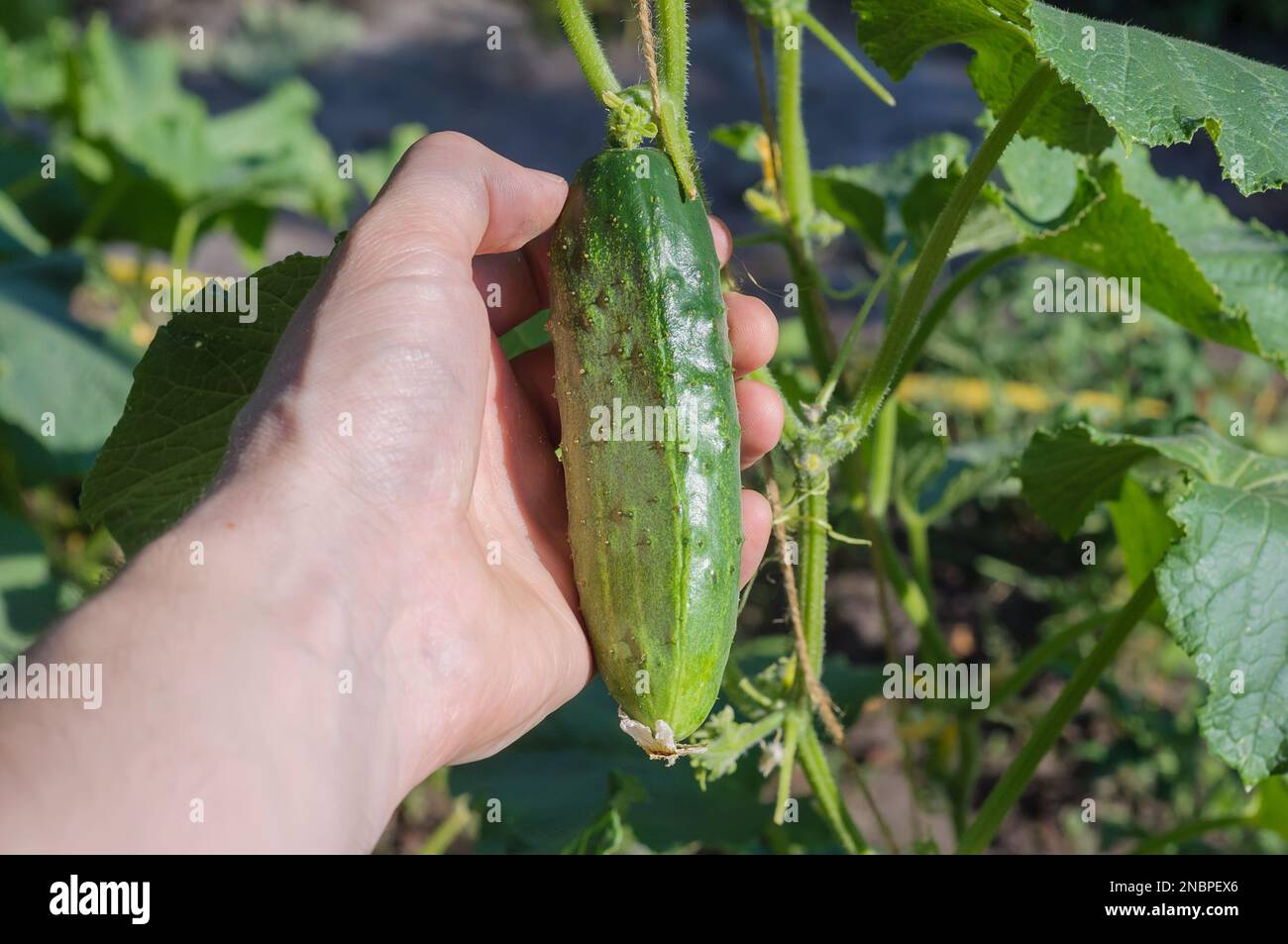 La main d'un homme tient un fruit de concombre. Culture de légumes dans l'arrière-cour. Agriculture biologique en Ukraine. Banque D'Images