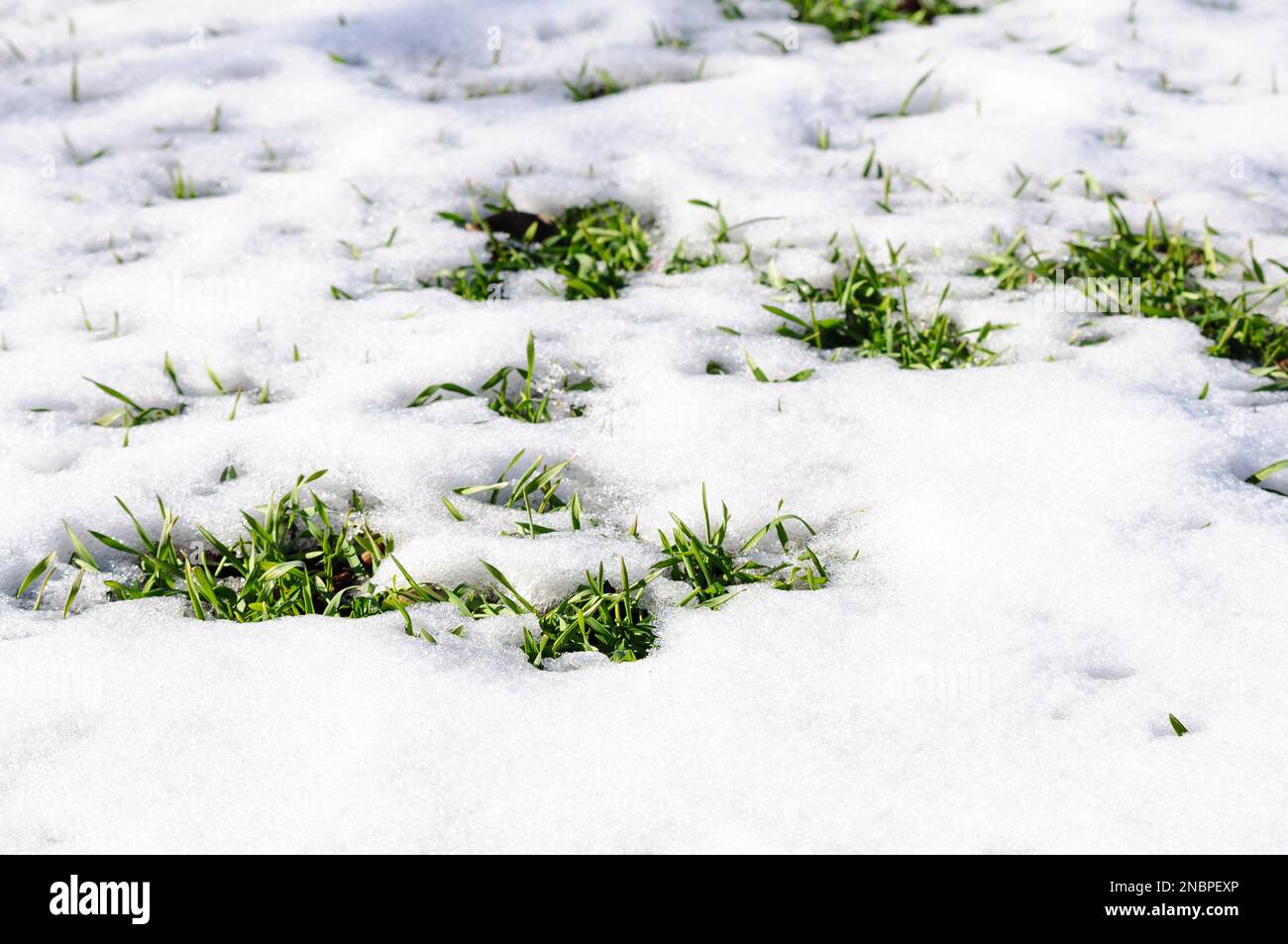 Semis de blé d'hiver au champ, pousses vertes dans la neige. Banque D'Images