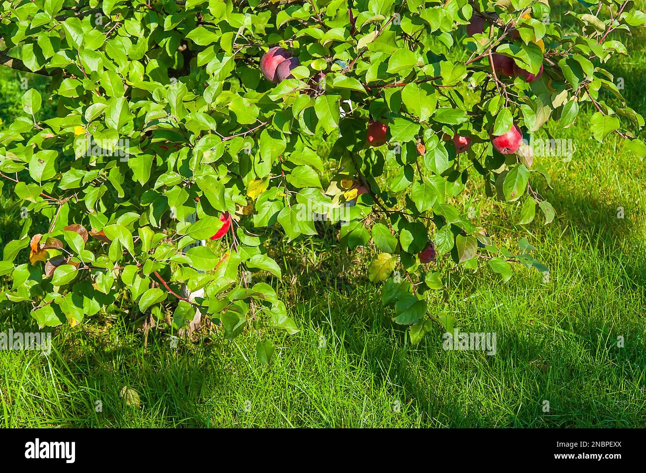 Branches d'un pommier aux fruits mûrs rouges sur fond de pelouse verte, illuminées par le soleil. Banque D'Images