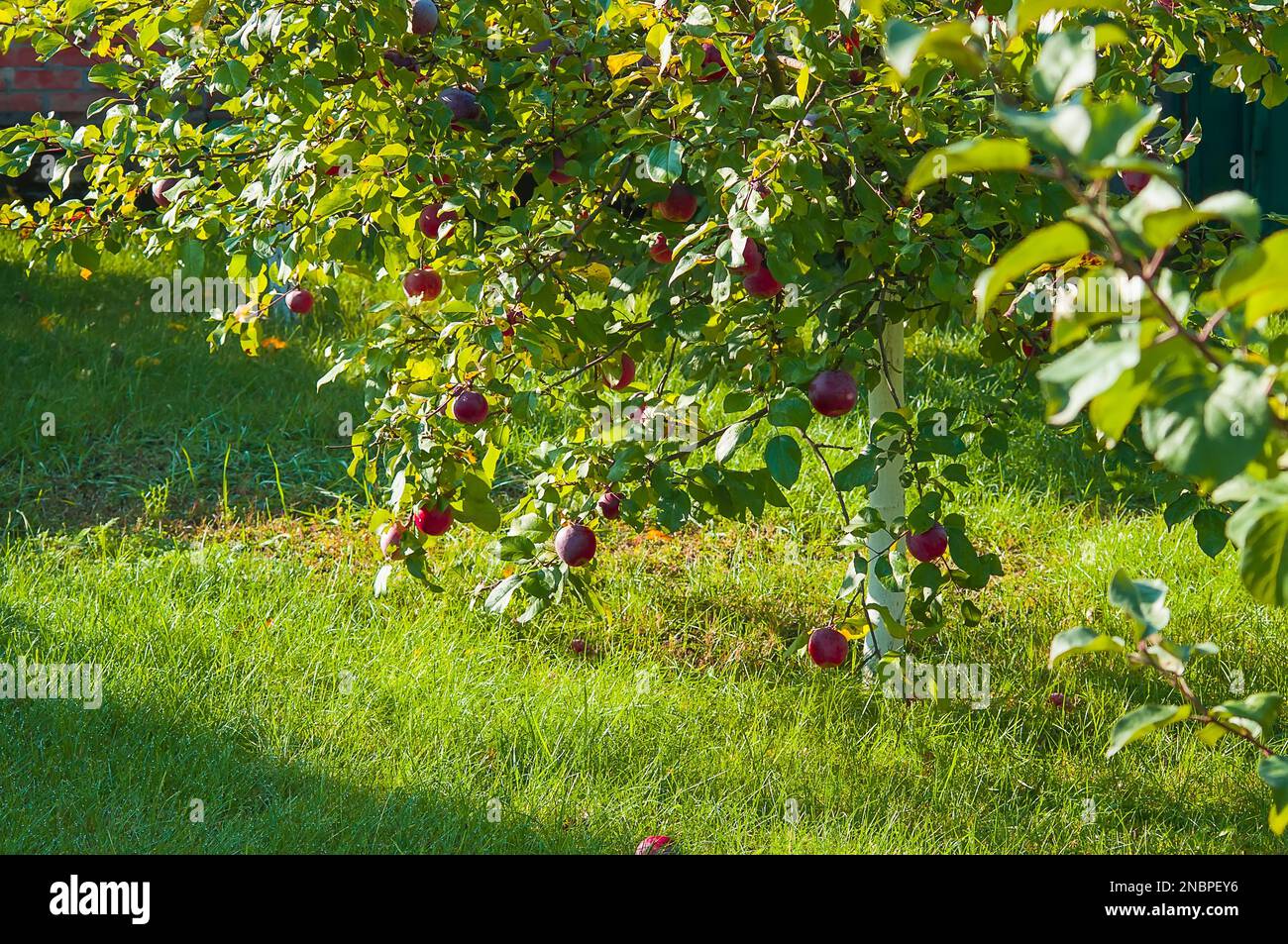Branches d'un pommier aux fruits mûrs rouges sur fond de pelouse verte, illuminées par le soleil. Banque D'Images