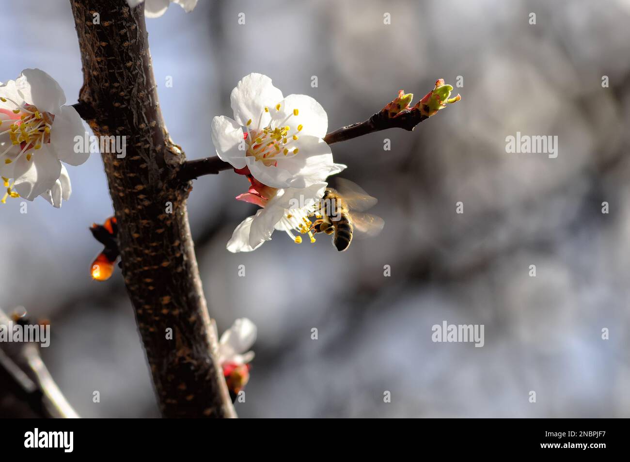 Photo en gros plan de fleurs d'abricot blanc et d'abeille avec pollen, sur fond flou. Banque D'Images