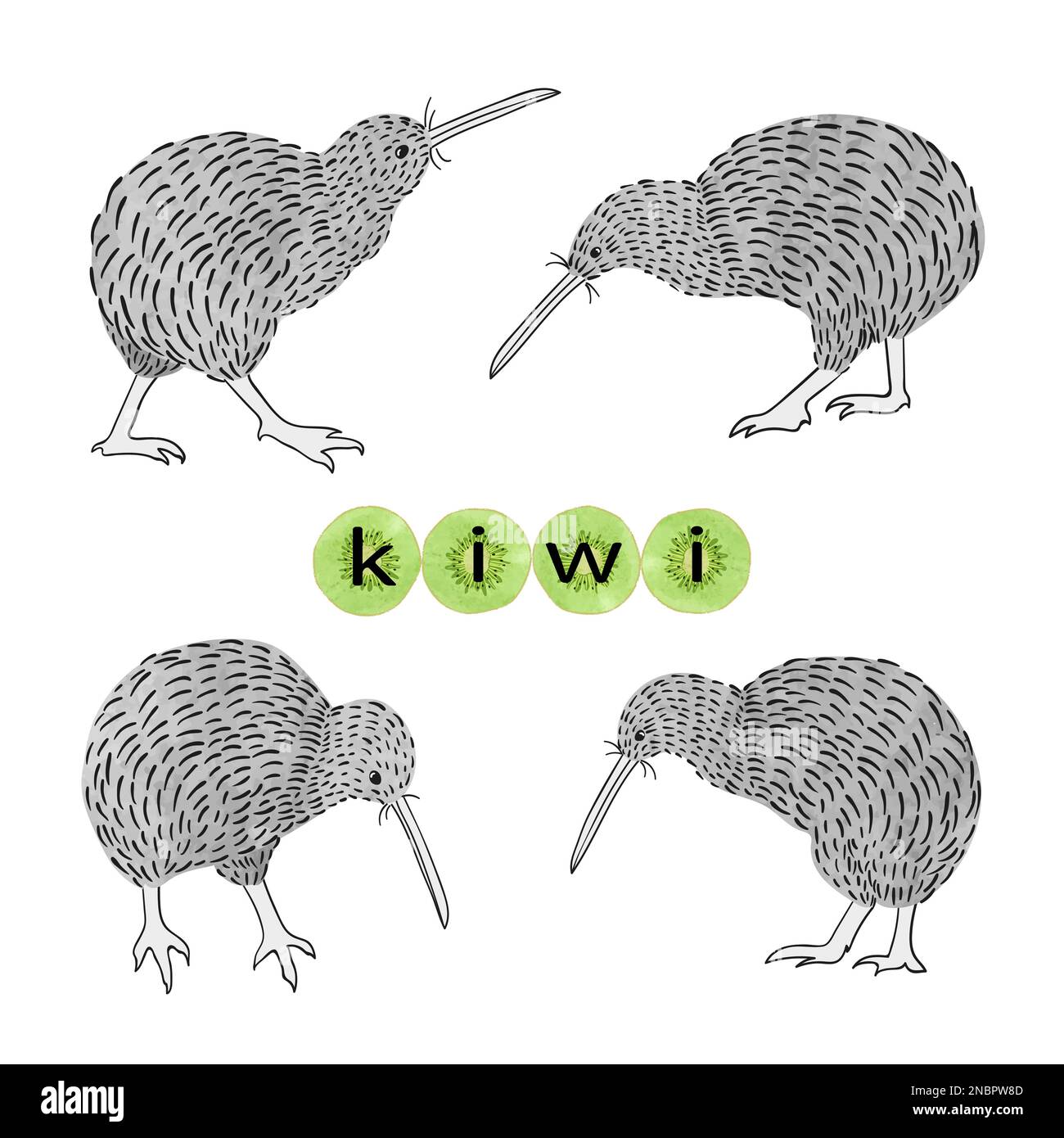 Ensemble d'oiseaux kiwi. Illustration vectorielle. Illustration de Vecteur