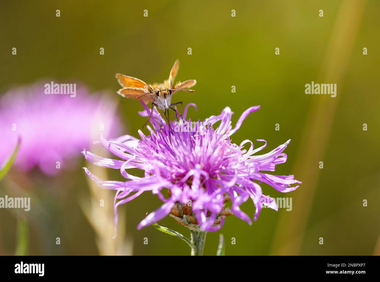 Papillon de skipper à virgule, Hesperia virgule. Papillon sur une fleur de chardon. Gros plan sur les insectes. Présentoir-vrac de marque commune. Banque D'Images