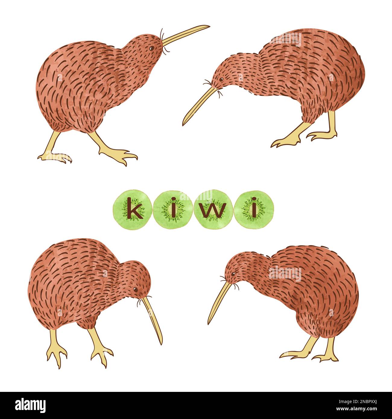 Ensemble d'oiseaux Kiwi aquarelle isolés sur blanc. Illustration vectorielle. Illustration de Vecteur