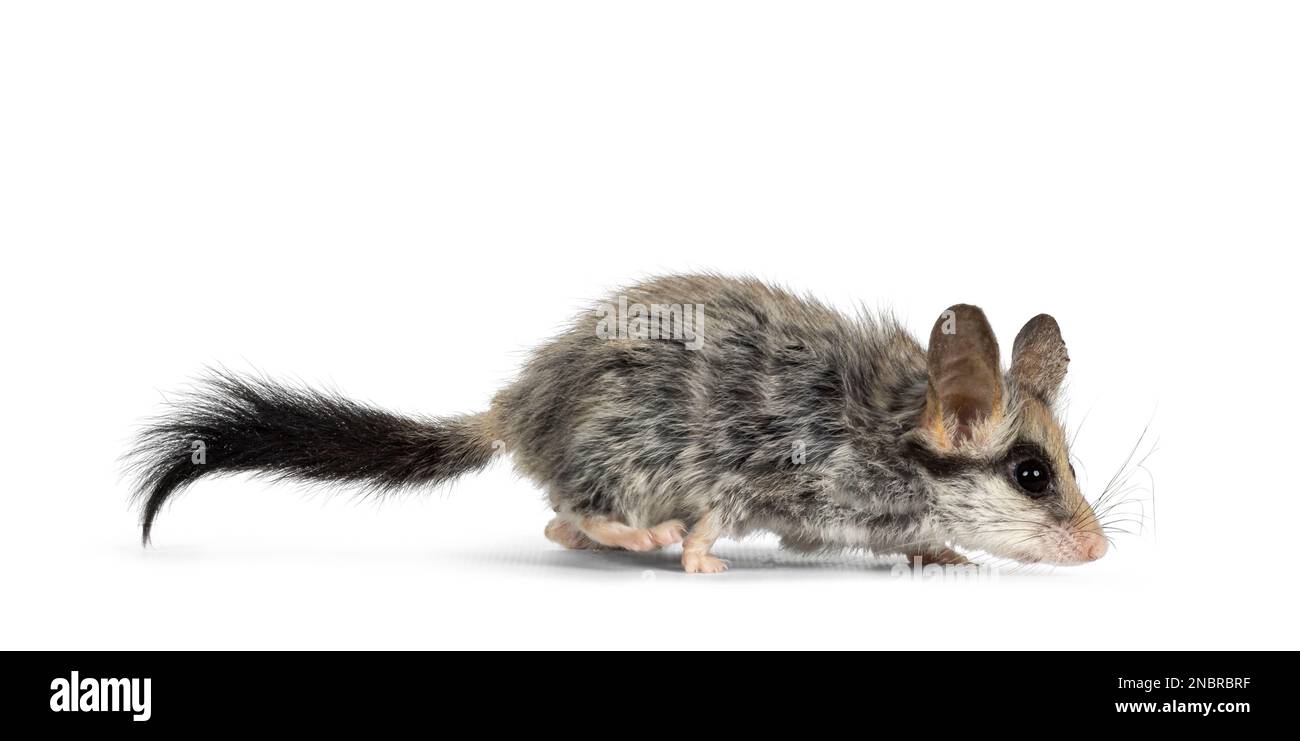 Grande souris nageante éprée alias Eliomys melanurus, exécution des voies latérales. Regarder vers le bas et à l'écart de l'appareil photo montrant le profil. Isolé sur un backgrou blanc Banque D'Images