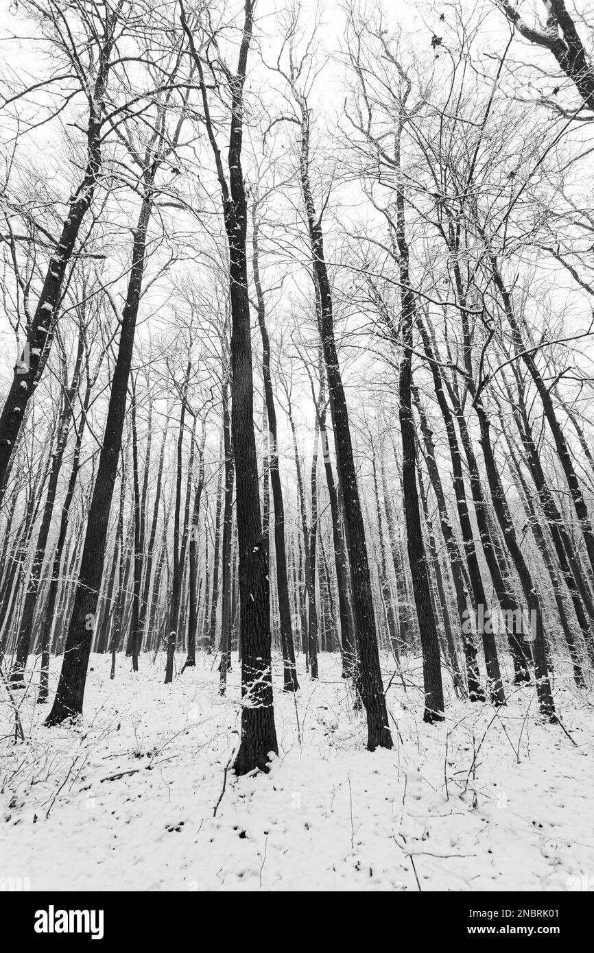 Photo en noir et blanc d'une forêt d'hiver avec de grands arbres et de la neige, Nowiny, Pologne Banque D'Images