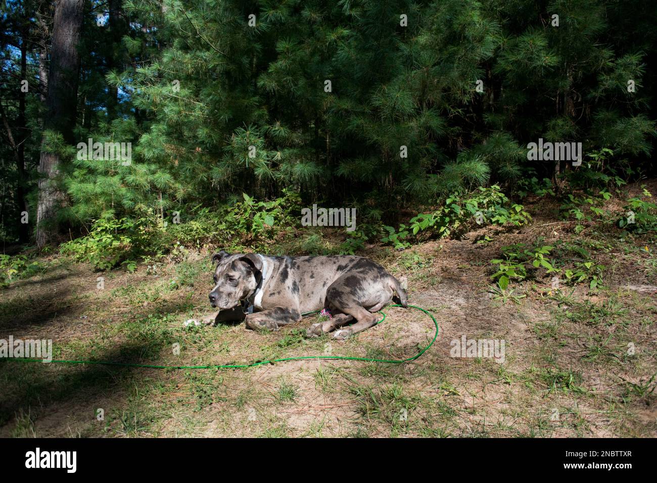 Chien à fosse-taureau posé sur le sol dans un camping pendant les vacances Banque D'Images