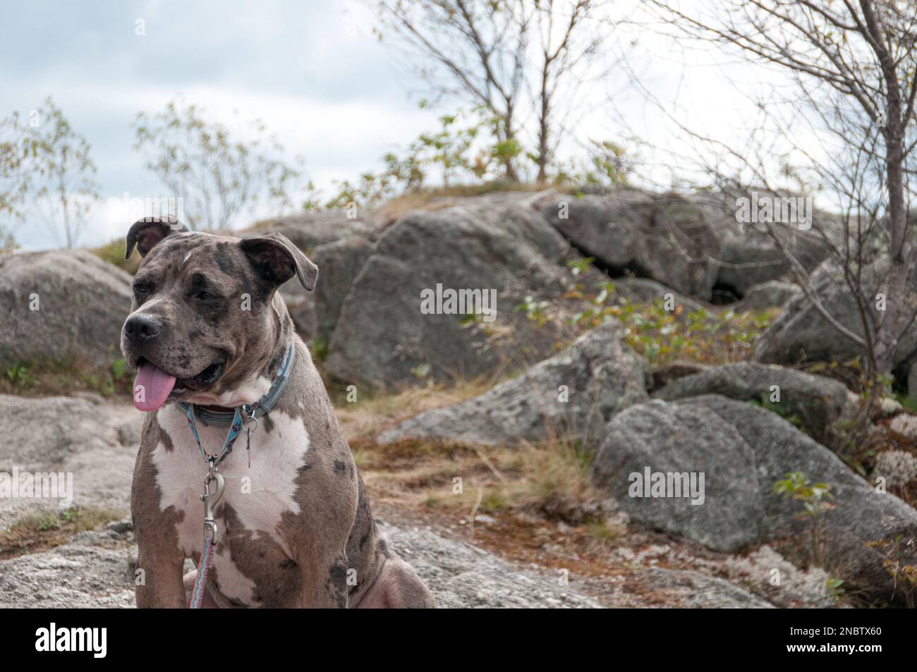 Joyeux chien de taureau de fosse au sommet d'une montagne dans les Adirondacks Banque D'Images