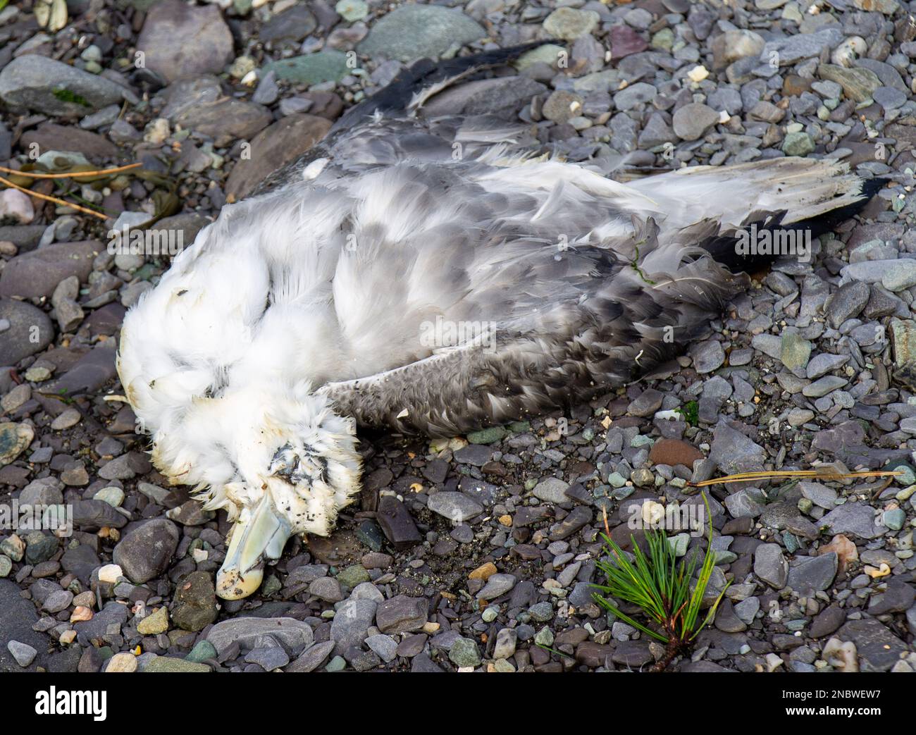 Oiseau marin mort sur la plage Banque D'Images