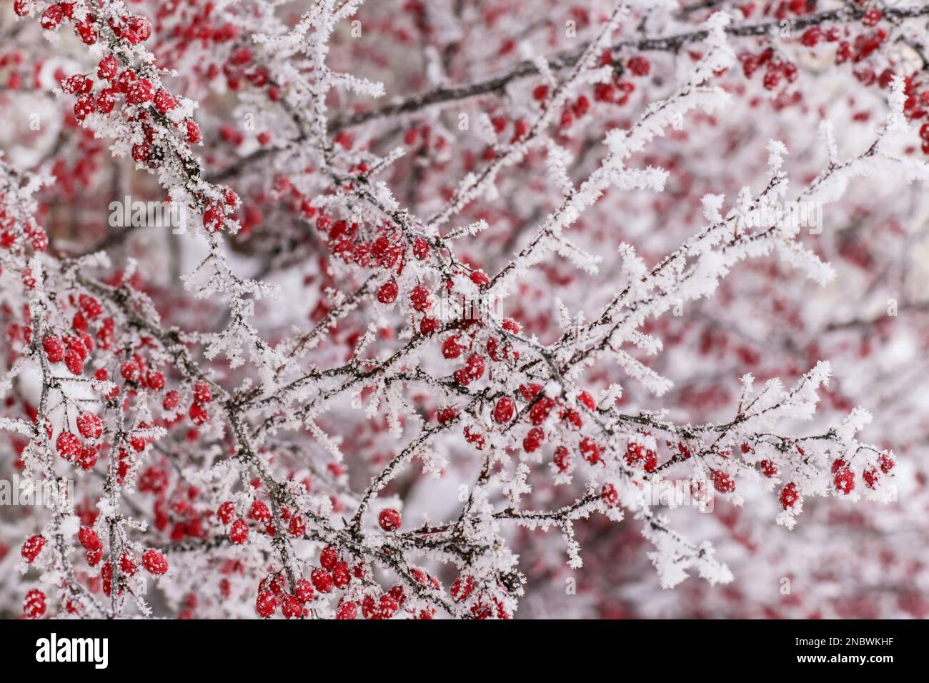 Les baies rouges brouillent dans le jardin recouvert de neige Banque D'Images