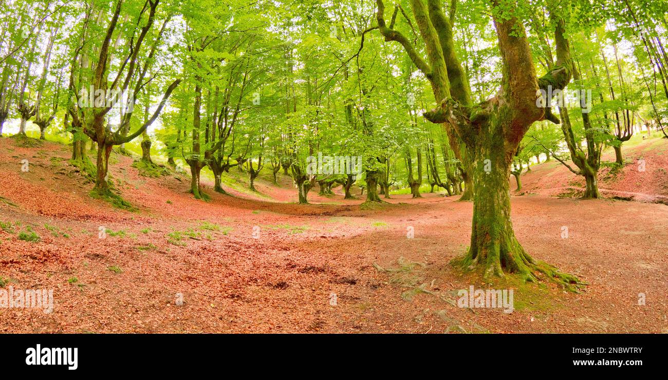 Hayedo de Otzarreta, Forêt de Hêtre d'Otzarreta, Parc naturel de Gorbeia, Bizkaia, pays basque, Espagne, Europe Banque D'Images