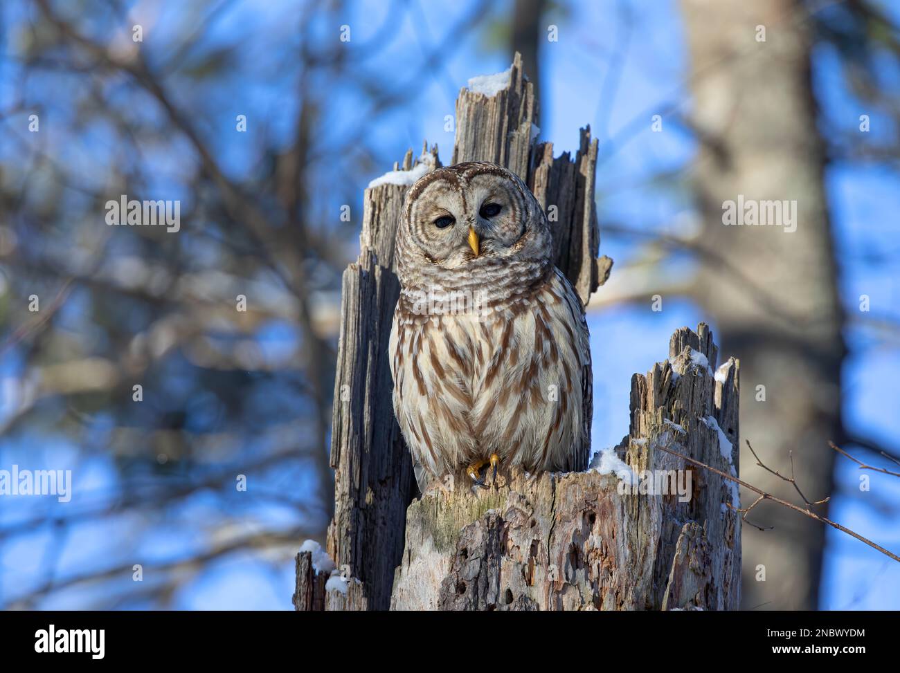 Hibou barré (Strix varia) perché sur une souche d'un vieux arbre en hiver au Canada Banque D'Images