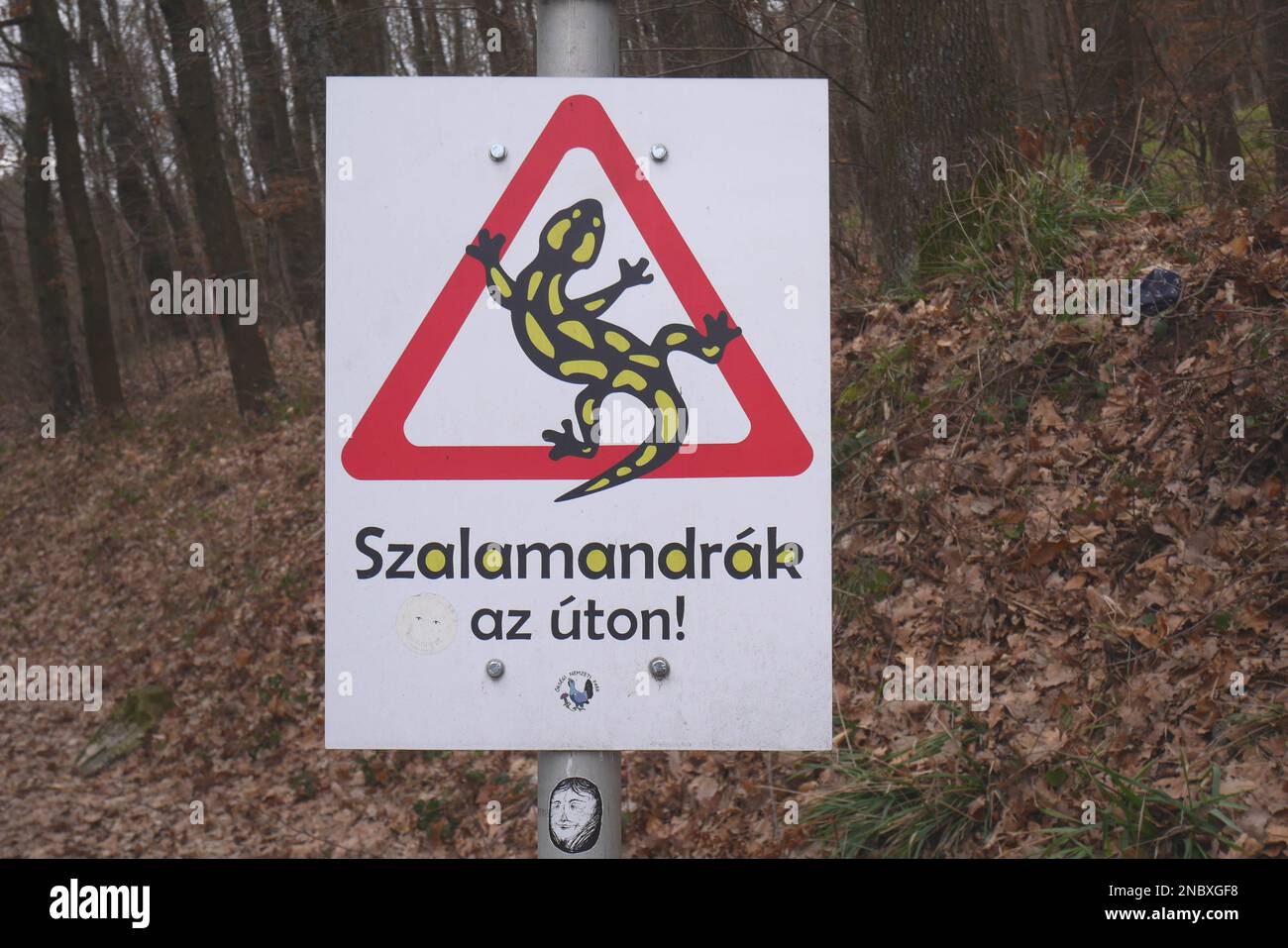 Le panneau de signalisation routière en hongrois avertissant les conducteurs que des salamandres d'incendie (salamandra salamandra) peuvent être sur la route, Koszeg Hills, Hongrie Banque D'Images
