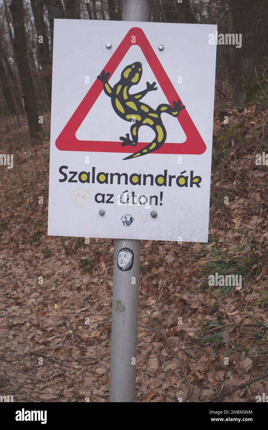 Le panneau de signalisation routière en hongrois avertissant les conducteurs que des salamandres d'incendie (salamandra salamandra) peuvent être sur la route, Koszeg Hills, Hongrie Banque D'Images