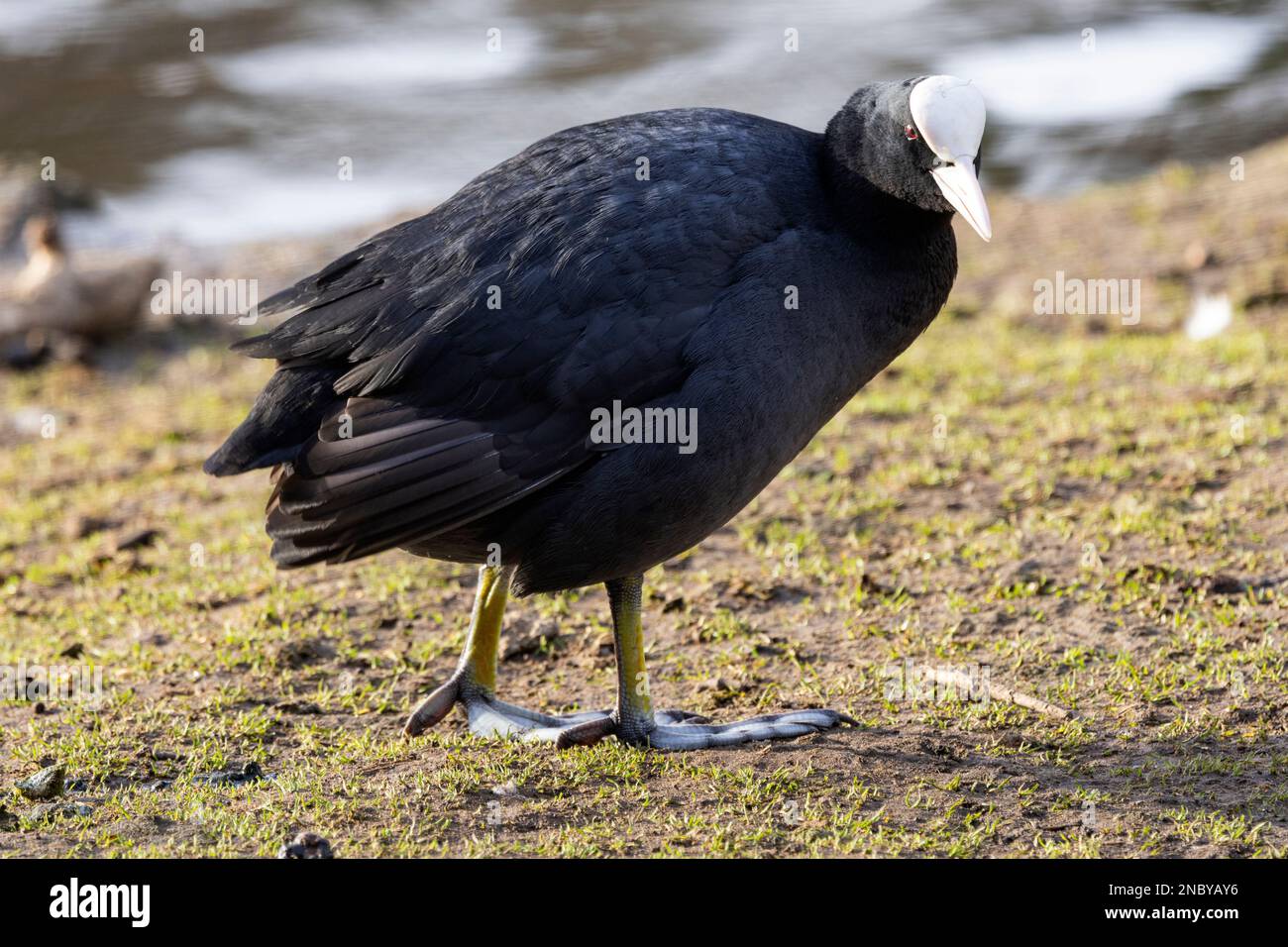 Le coot est le plus grand des deux membres communs de la famille ferroviaire du Royaume-Uni. Ils sont dotés d'un bec blanc et d'un écran frontal distinctifs. Banque D'Images