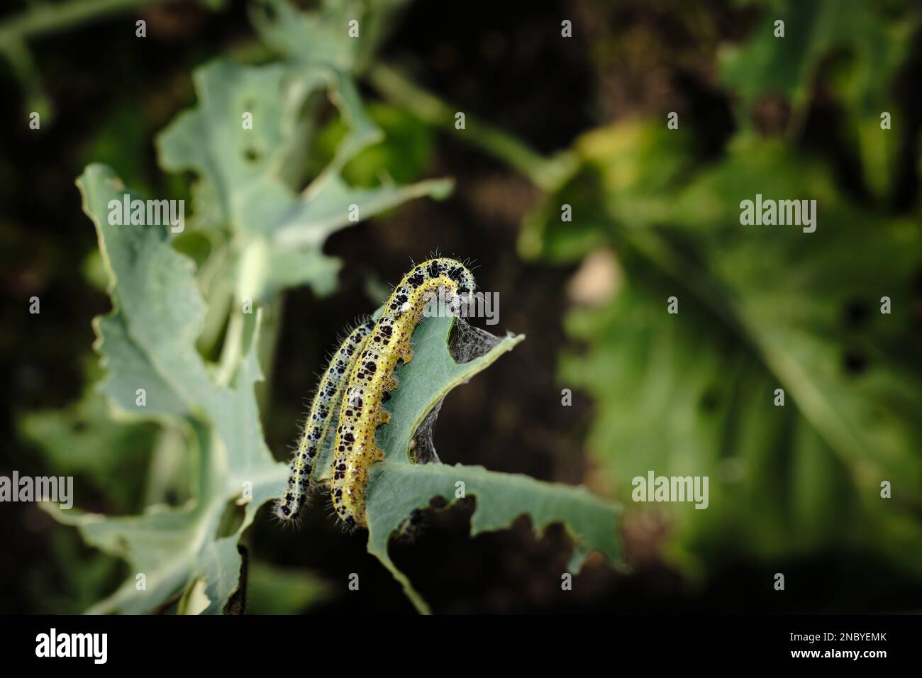 Choux blanc caterpillar se munissent sur la végétation dans un jardin britannique de banlieue. Une chenille plus petite est adjacente. Banque D'Images