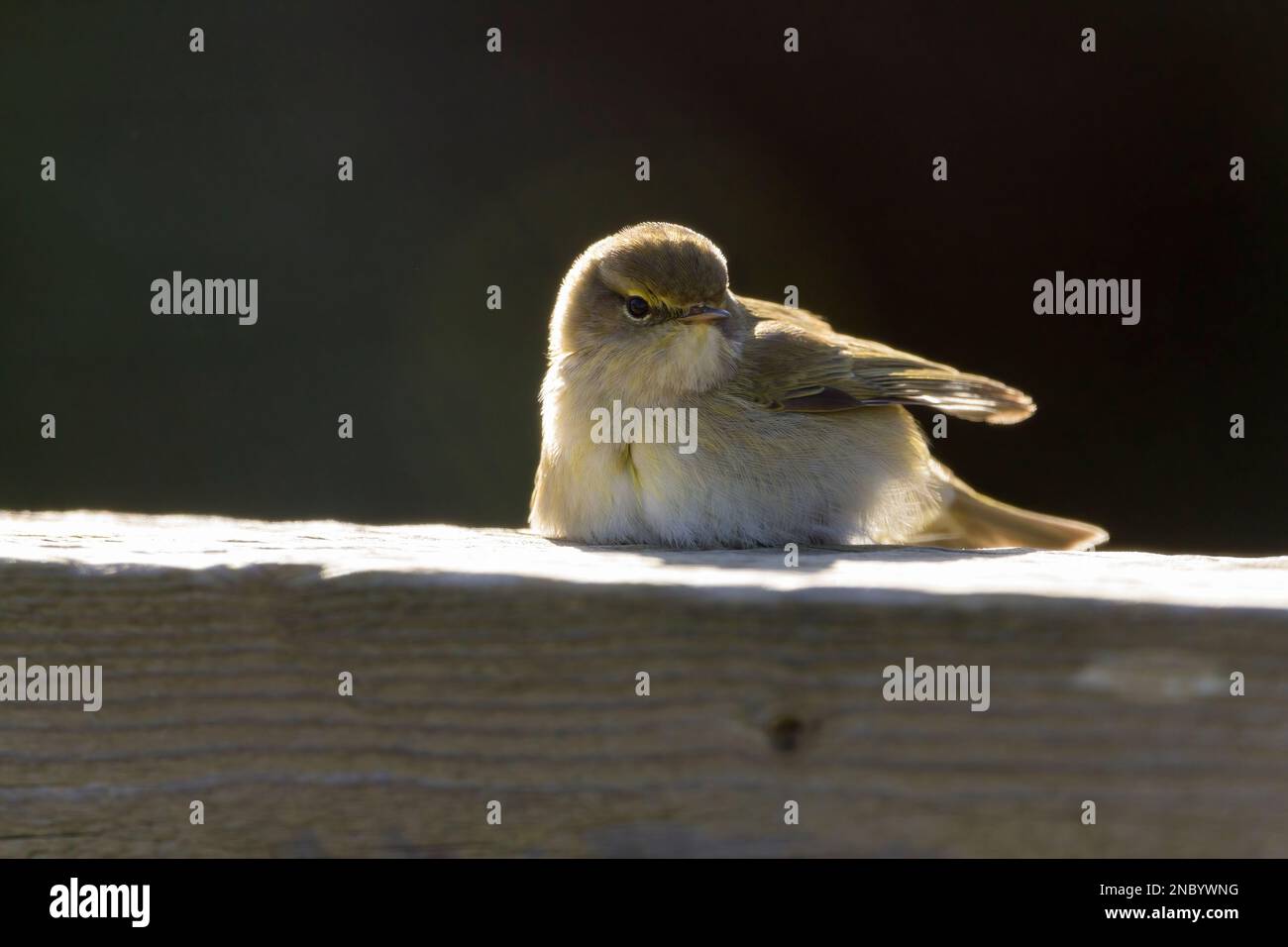 Chiffpaille Phylloscopus collybita, vert grisâtre au-dessus du jaune pâle dessous des jambes foncées facture fine et rayure pâle sur les yeux reposant de la capture de mouche Banque D'Images